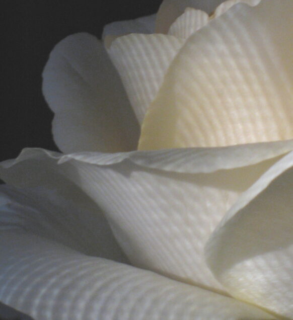 Ellen Rubinstein - Petals