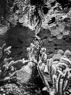 entry_607996_piece_2262699_Ellen_Rubinstein